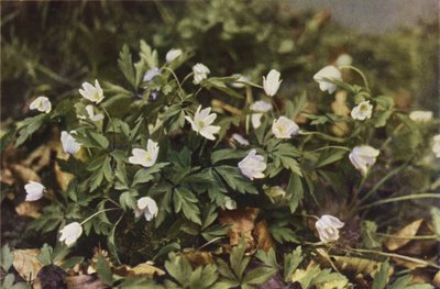 Wildblumen: Buschwindröschen von Charles Essenhigh Corke
