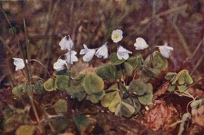 Wildblumen: Wald-Sauerklee von Charles Essenhigh Corke