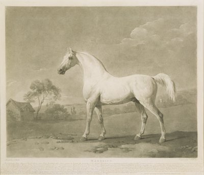 Mambrino, nach George Stubbs, 1788 von Charles Howard Hodges