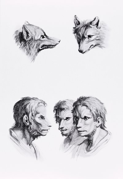 Ähnlichkeiten zwischen dem Kopf eines Wolfes und eines Mannes, aus 