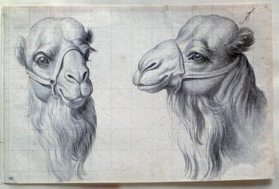 Studien von zwei Kamelköpfen von Charles Le Brun