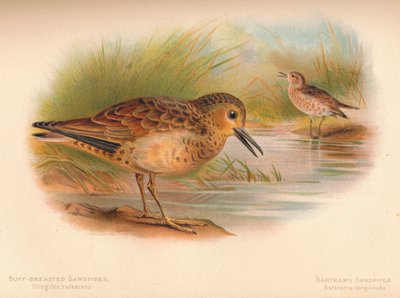 Sandstrandläufer Tringites rufescens, Bartrams Strandläufer Bartramia longicauda, 1900 von Charles Whymper