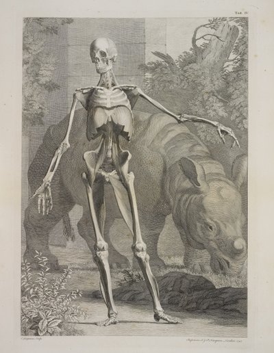Skelett und Nashorn, Tafeln des Skeletts und der Muskeln des menschlichen Körpers, von Bernhard Siegfried Albinus von Charles the Elder Grignion