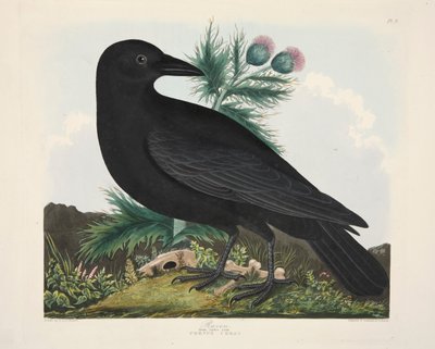 Rabe, Corvus Corai, veröffentlicht 1835 von Charlotte Lousia Emily Perrott
