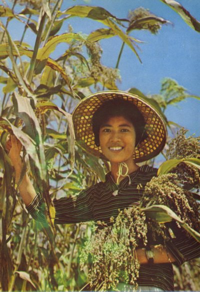 Taiwan: Sorghum, aus dem Kaoliang-Wein hergestellt wird von Chinese Photographer
