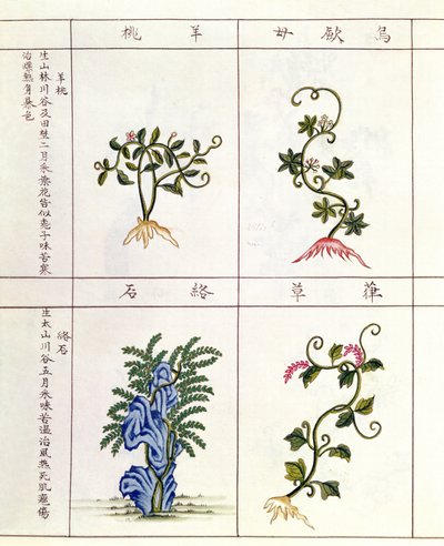 Vier Pflanzen aus einem Pen Tsao, einer Sammlung von Heilpflanzen, 18.-19. Jahrhundert von Chinese School