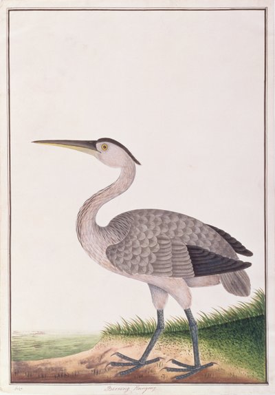 Graureiher, aus Zeichnungen von Vögeln aus Malakka, ca. 1805-18 von Chinese School