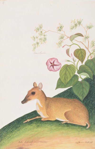 Kleiner Hirschmaus, aus Zeichnungen von Tieren, Insekten und Reptilien aus Malakka, ca. 1805-18 von Chinese School