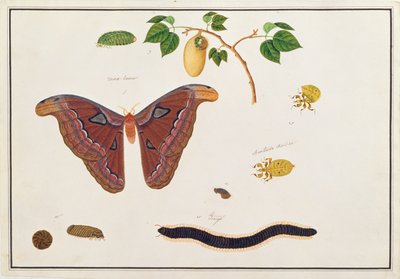 Sechs Arthropoden, aus Zeichnungen von Tieren, Insekten und Reptilien aus Malakka, ca. 1805-18 von Chinese School