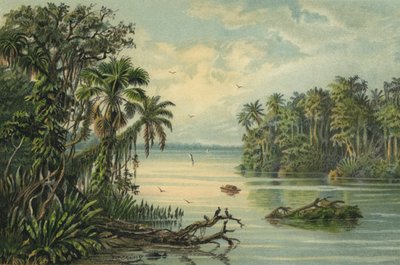 Regenwald am unteren Amazonas, Brasilien von Christian Anton Goering