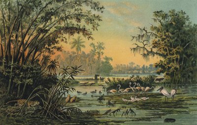 Wildtiere am mittleren Orinoco, Venezuela von Christian Anton Goering