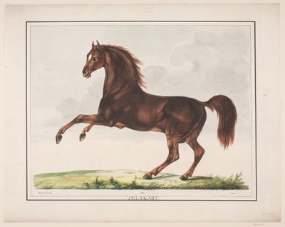 Hesten Velskabt von Christian David Gebauer