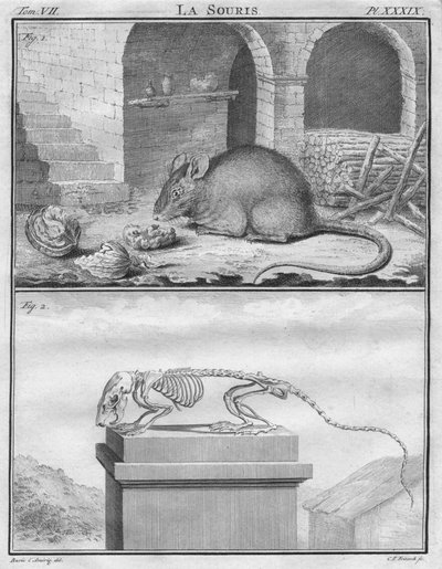 La Souris, ca. 1763 von Christian Friedrich Fritzsch