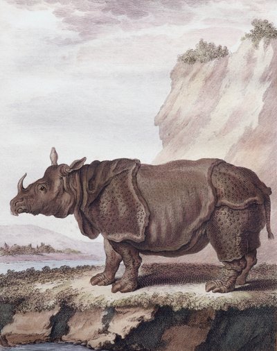Nashorn (Gravur) von Christian Friedrich Fritzsch