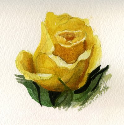 Gelbe Rose, 2009 von Christian Furr