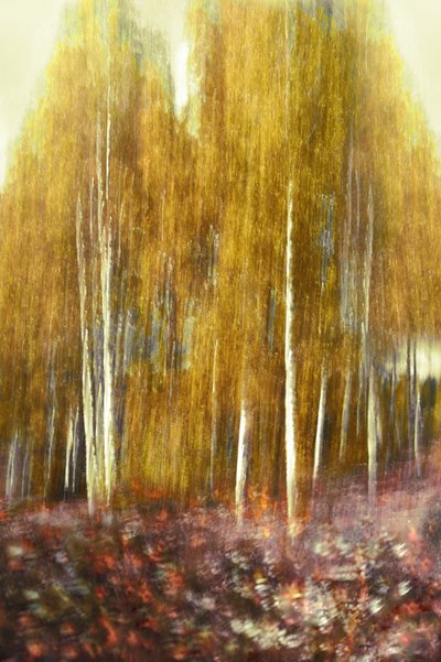 Abstrakter goldener Wald von Christina Sillen