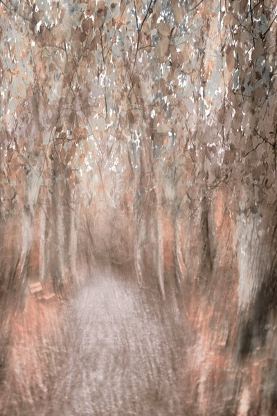 Herbstwaldweg von Christina Sillen