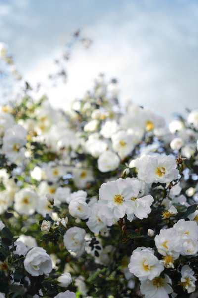 Blühende weiße Rosen von Christina Sillen