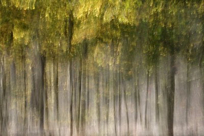 Träumender Herbstwald von Christina Sillen