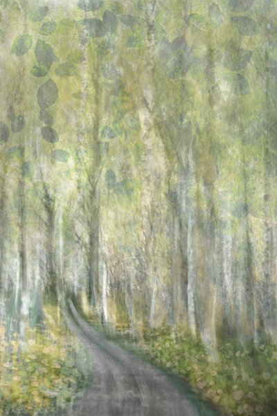 Träumender Waldweg von Christina Sillen