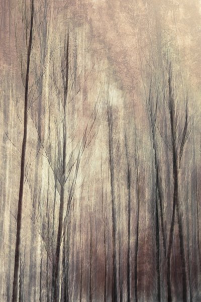 Träumerische Wald Bäume von Christina Sillen
