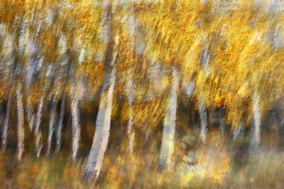 Träumender goldener Wald von Christina Sillen