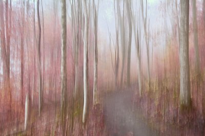 Träumerischer pinker Wald von Christina Sillen