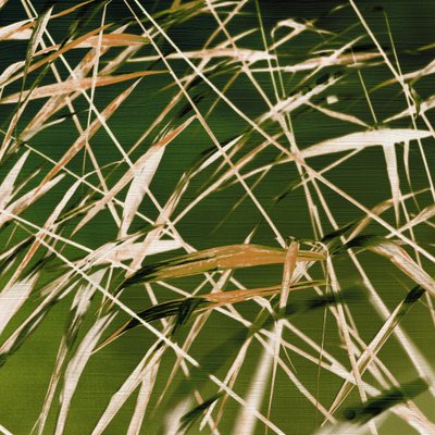 Dynamische Schönheit der Natur von Christina Sillen