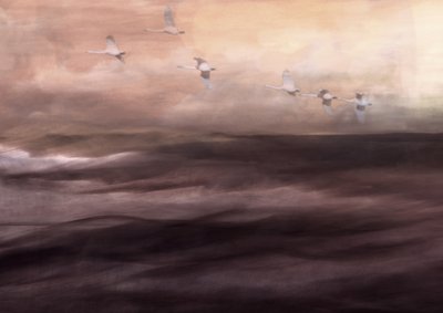 Ätherischer Schwanenflug von Christina Sillen
