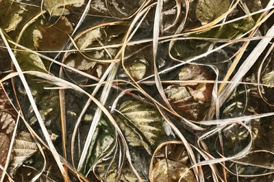 Vereistes Naturdetail von Christina Sillen