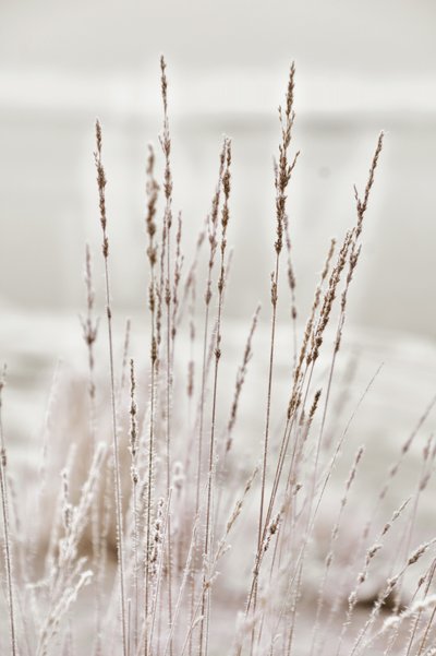 Frostiges Wintergras von Christina Sillen