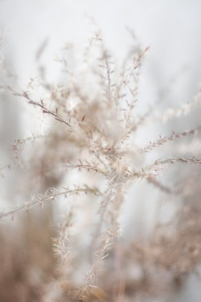 Sanfte getrocknete Botanicals von Christina Sillen