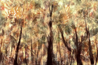 Goldener Herbstwald von Christina Sillen