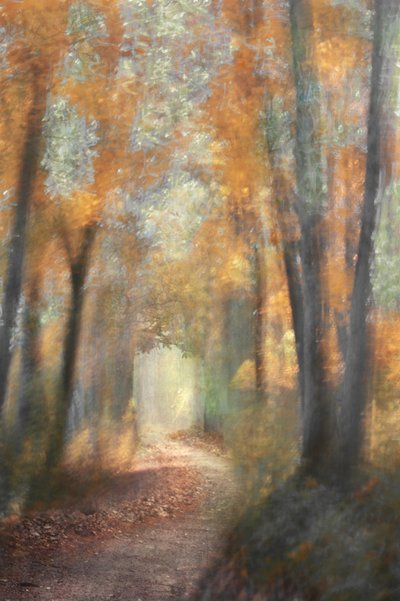 Goldener Herbstwaldweg von Christina Sillen