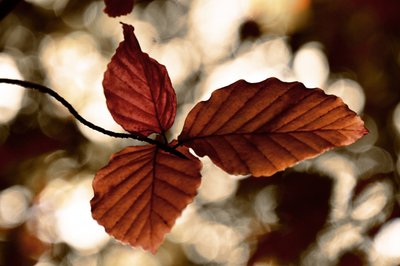Goldene Herbstblätter von Christina Sillen