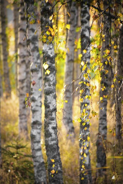 Goldener Birkenwald von Christina Sillen