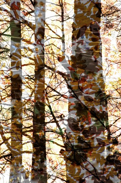 Goldene Waldschichten von Christina Sillen