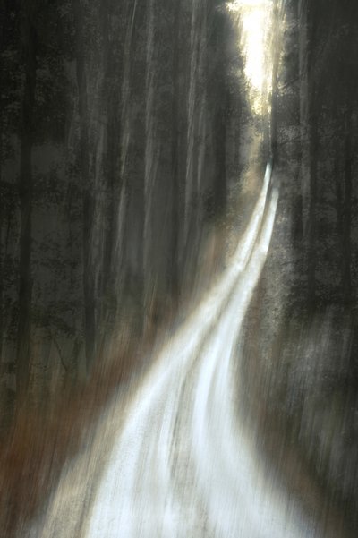 Leuchtender Waldweg von Christina Sillen