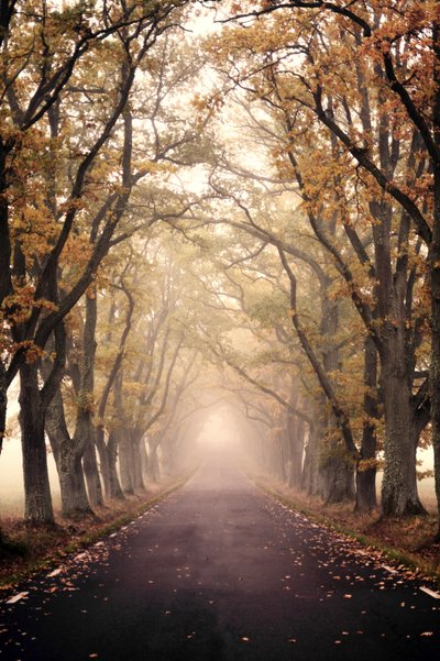 Neblige Herbststraße von Christina Sillen