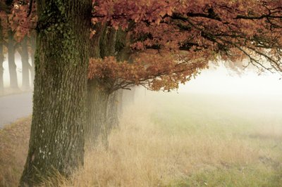 Neblige Herbstbäume von Christina Sillen