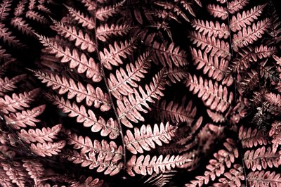 Stimmungsvolle rosa Farne von Christina Sillen