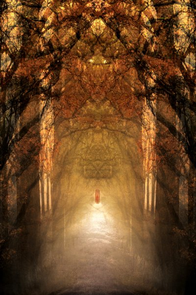 Mystischer Waldtunnel von Christina Sillen