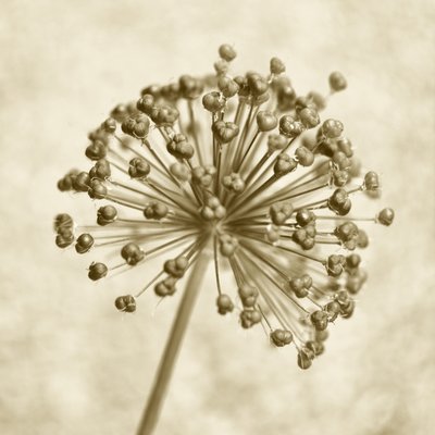Sepia Allium Kugel von Christina Sillen