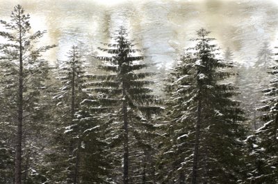 Verschneiter Winterwald von Christina Sillen