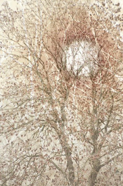Weicher Herbstbaum von Christina Sillen