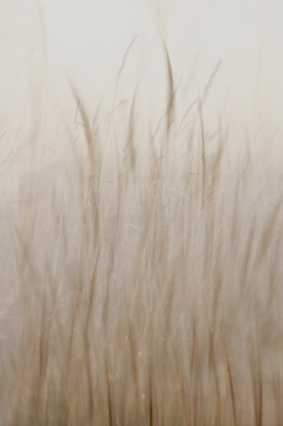 Weiches beiges Gras von Christina Sillen