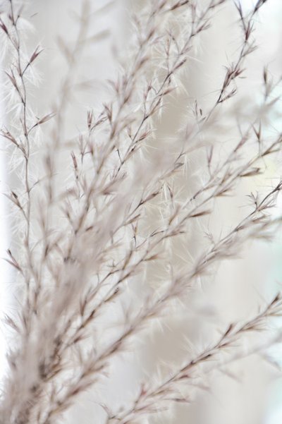 Sanfte botanische Ruhe von Christina Sillen