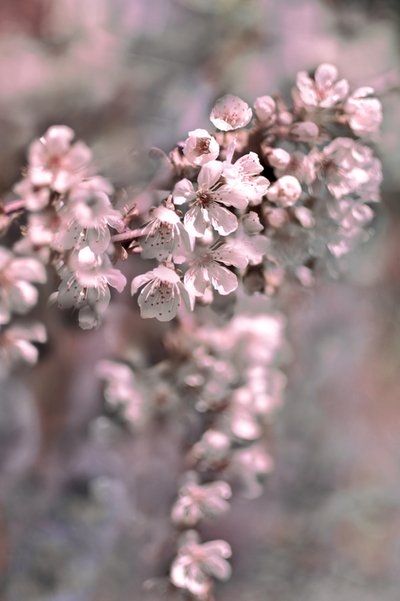 Zarte rosa Blüten von Christina Sillen