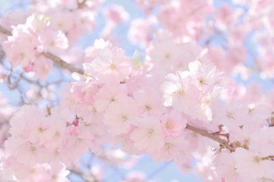Sanfte rosa Kirschblüten von Christina Sillen