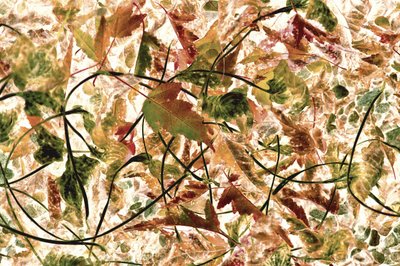 Verwirrtes Herbstlaub von Christina Sillen